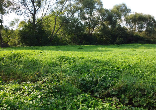 Veľký, rovinatý pozemok na predaj, Žabokreky, 3 860 m2.